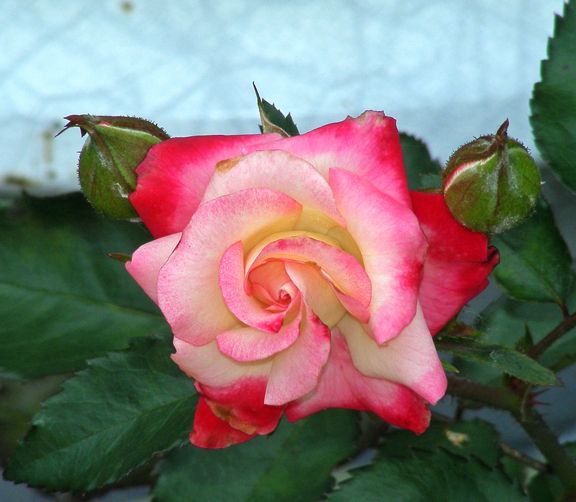 Baldo Villegas photo bv2014_07020013_zps187ebe89.jpg